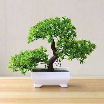 Evergreen Zen Bonsai